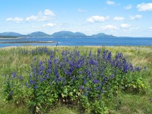 Uitgebreide bloemenpracht | Acadia National Park